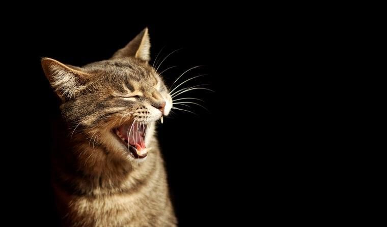 猫が咳をしているけど大丈夫？獣医師が年代別に考えられる原因や治療法を解説